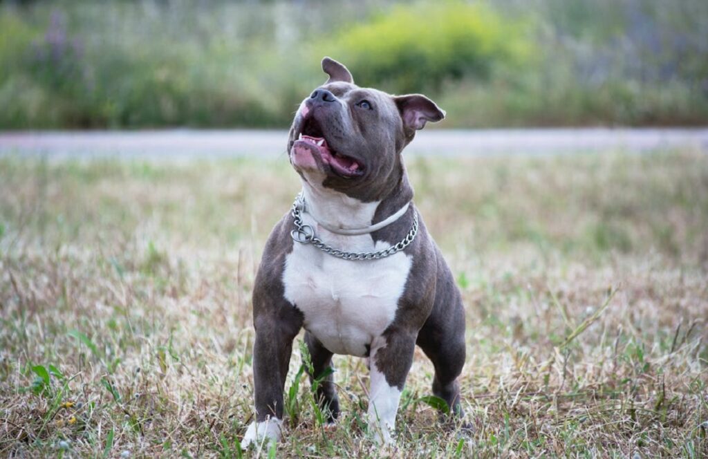 Male Pitbull Names