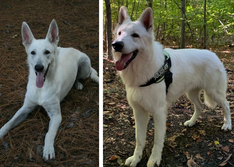 white german shepherd puppy