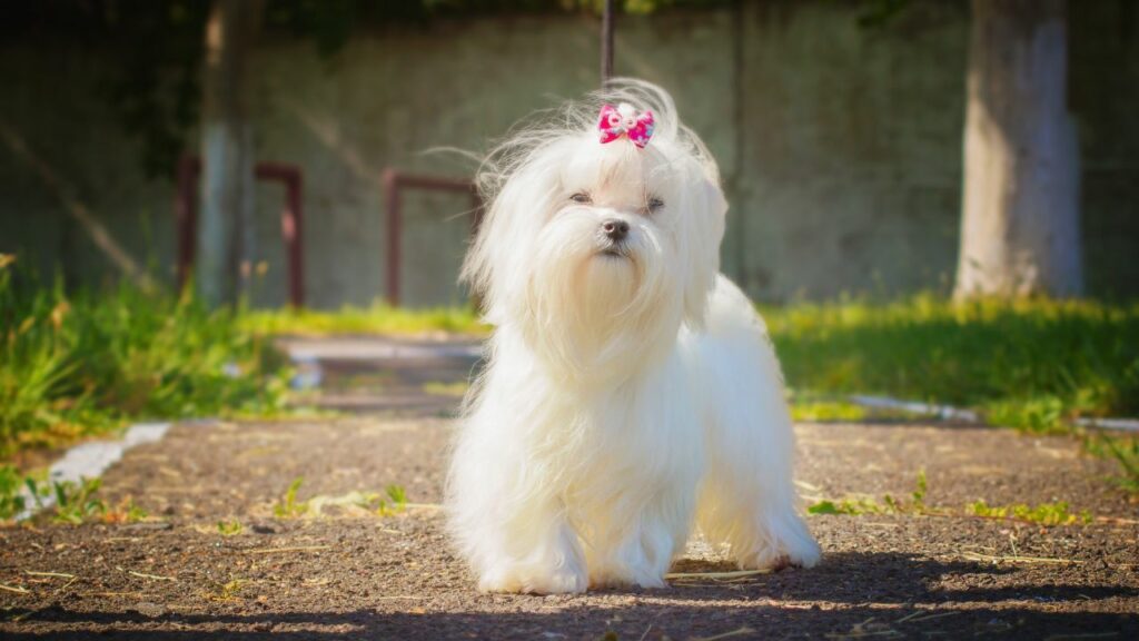 fluffy teacup puppies
