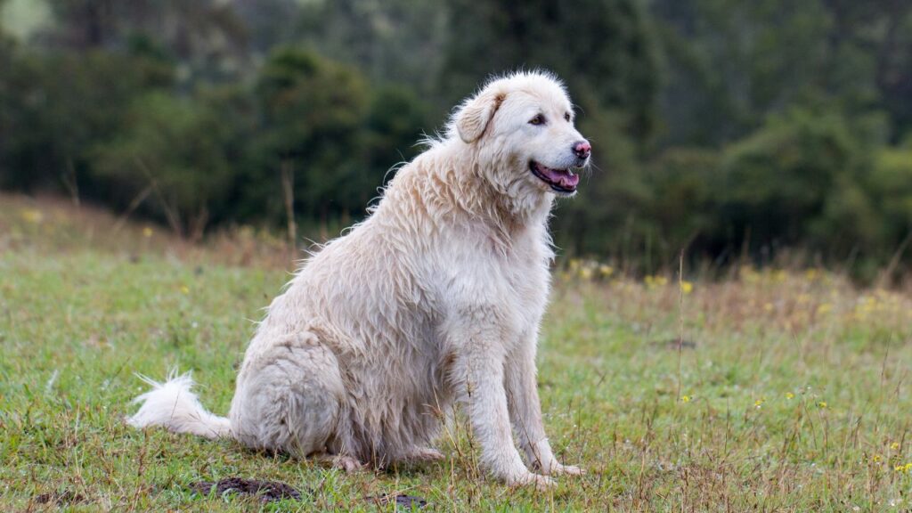 best Guard Dog breeds For Rural Living