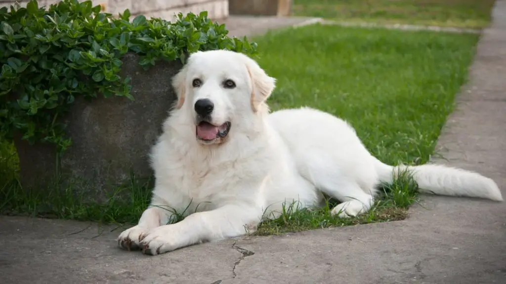 Guard Dogs for Farms in the US