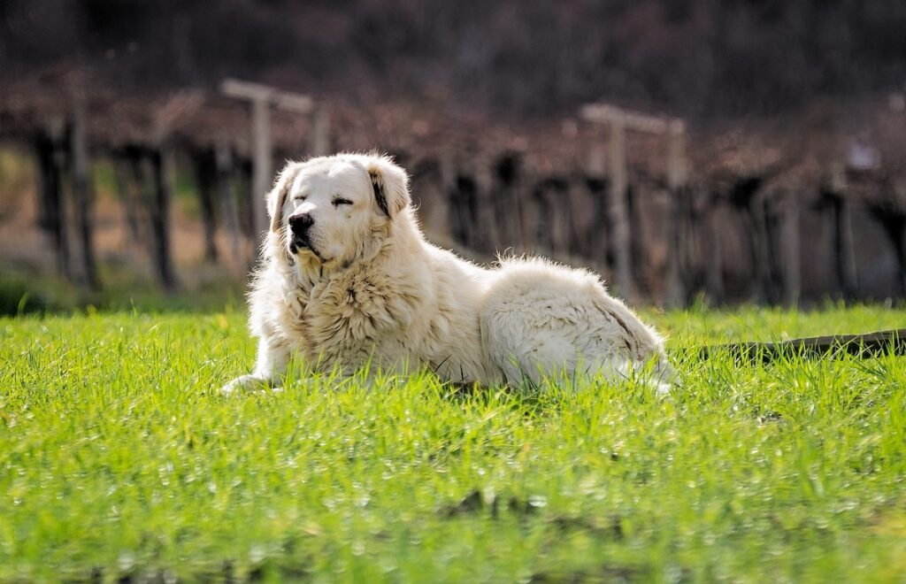 Guard dogs for livestock
