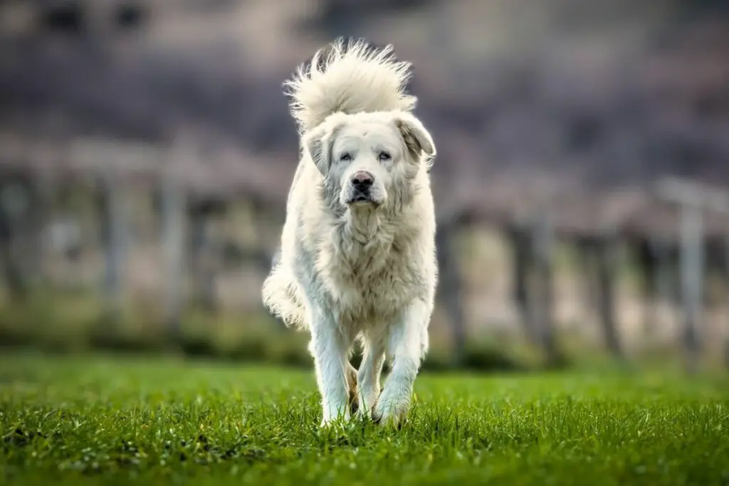 livestock protection dogs