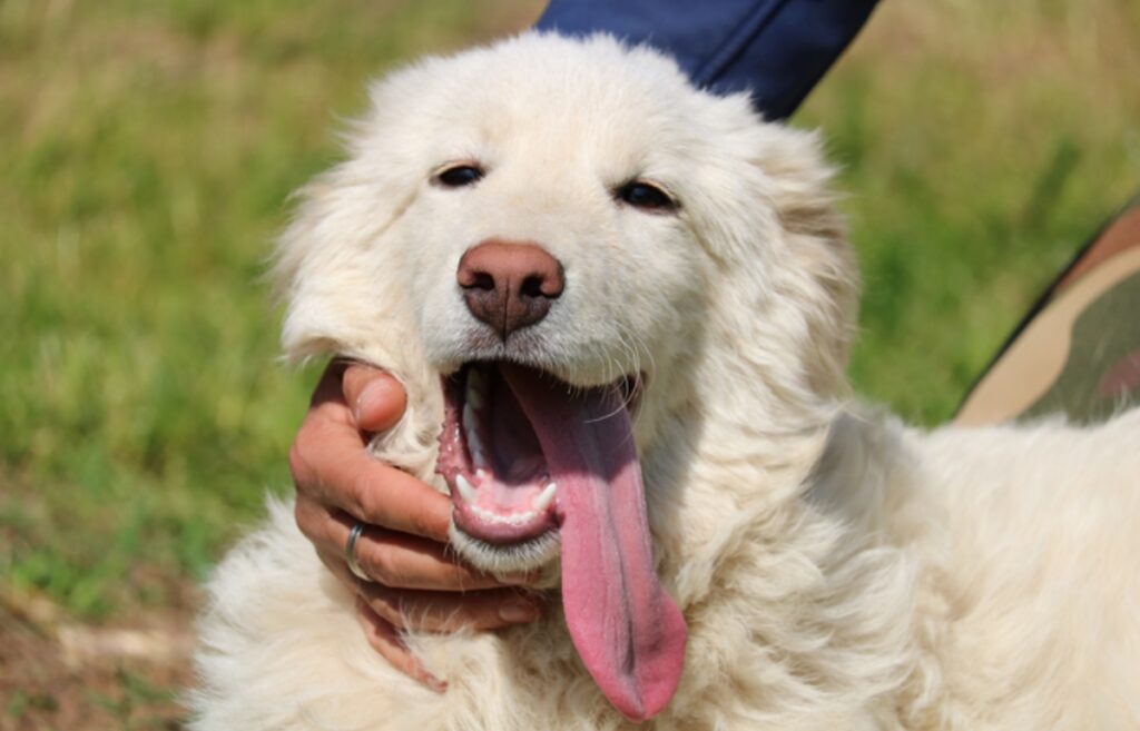 white guard dog
