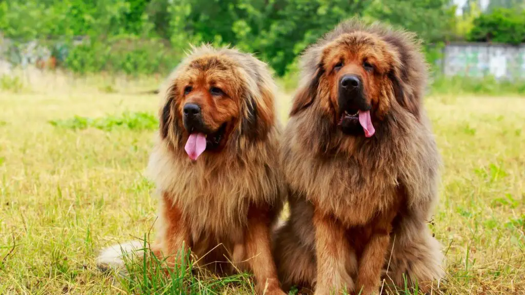 Guard Dogs for livestock