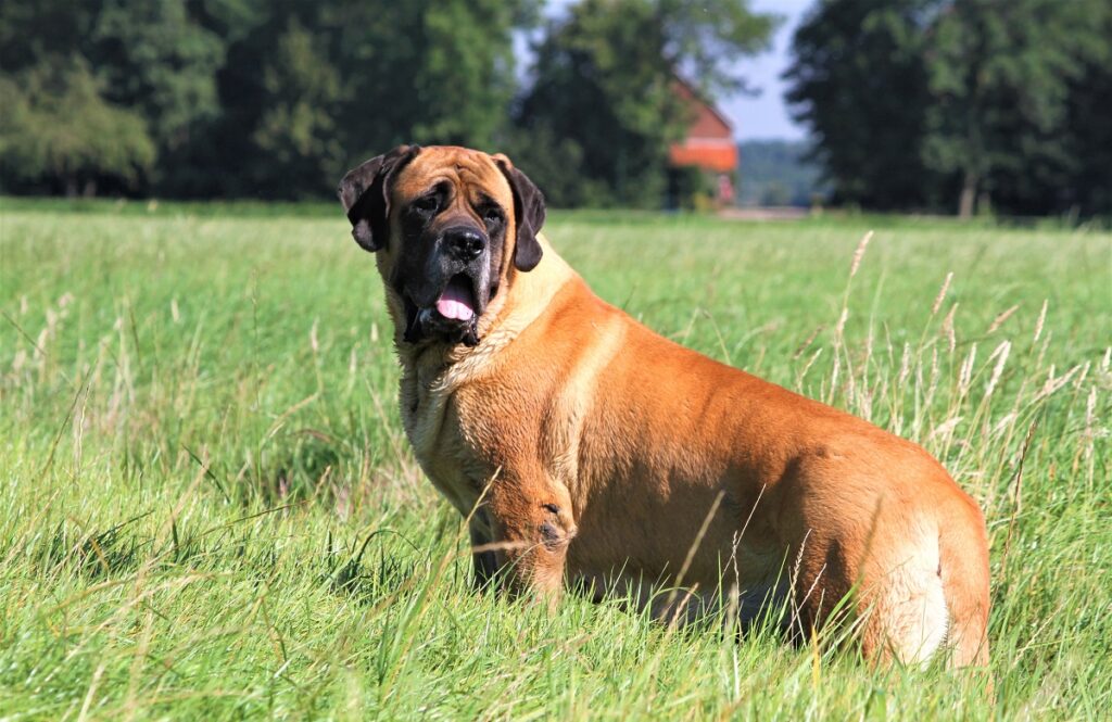 dog breed life expectancies
