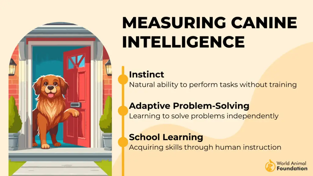 Measuring Canine Intelligence 01