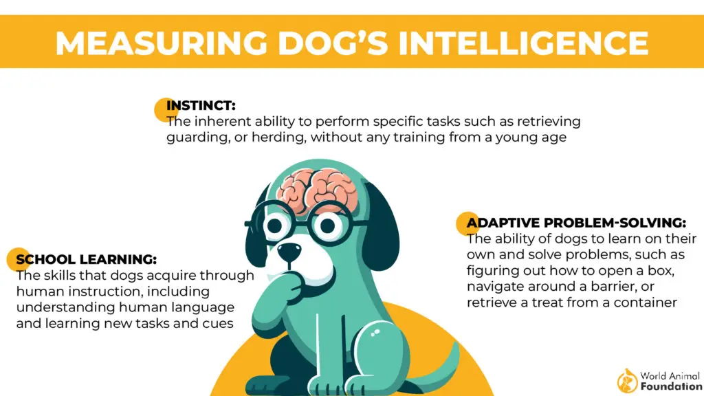 Measuring Dog’s Intelligence