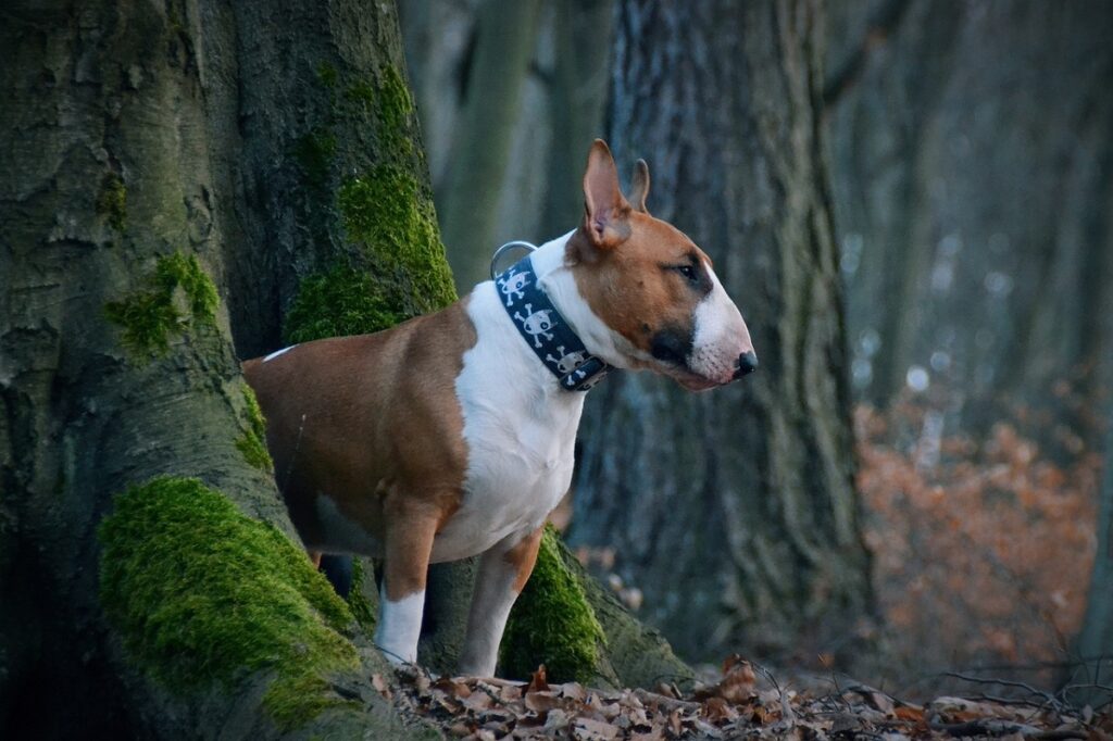 Medium Sized Short-Haired Dogs 