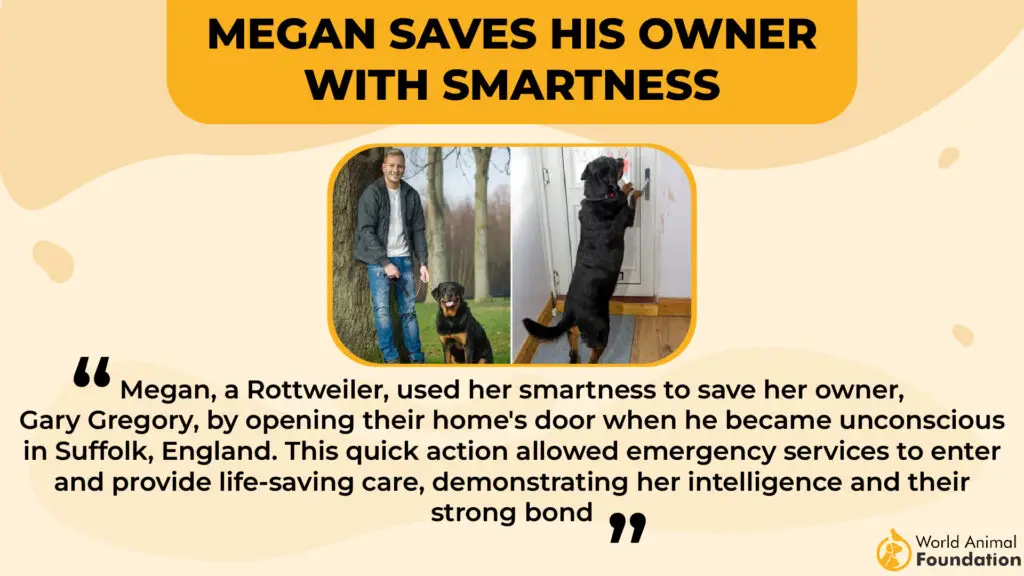 Megan Saves His Owner with Smartness