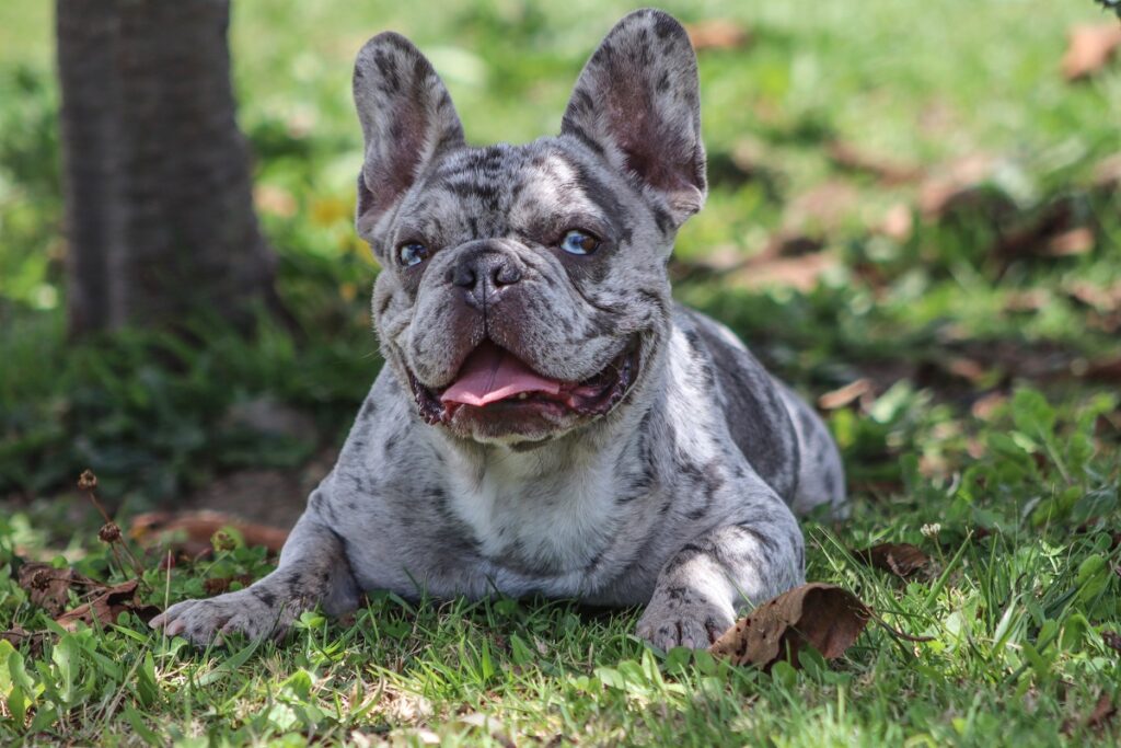 Merle French Bulldog