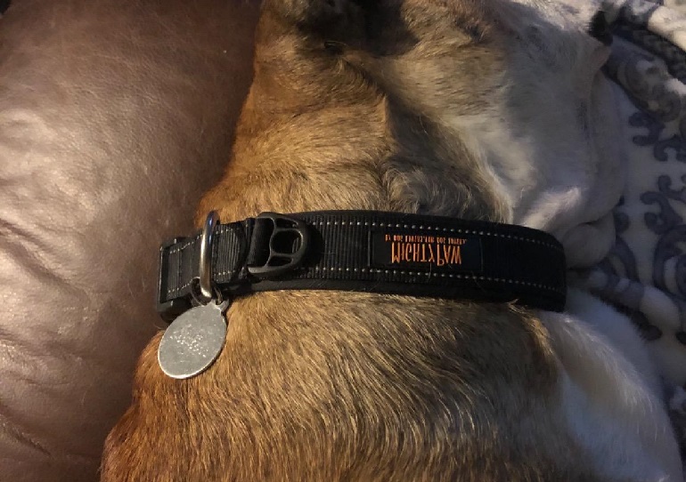 best collars for dogs with sensitive skin