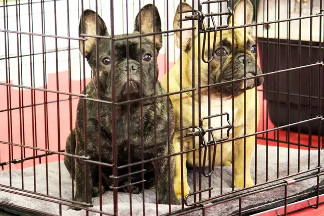 what do puppy mills do with unsold puppies
