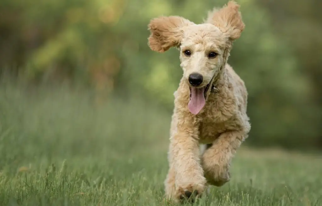 goldendoodle personality