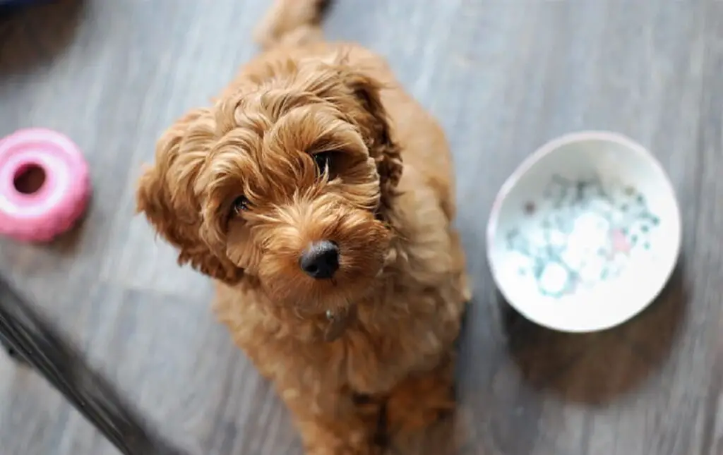 what is mini goldendoodle