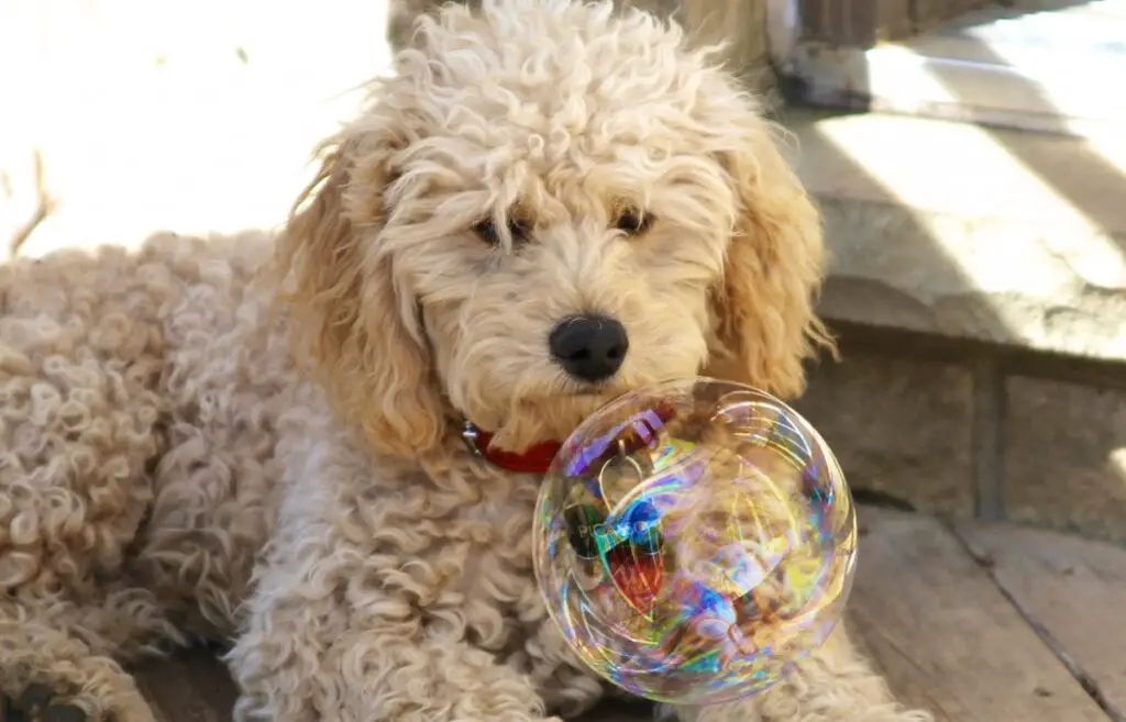 full grown white goldendoodle