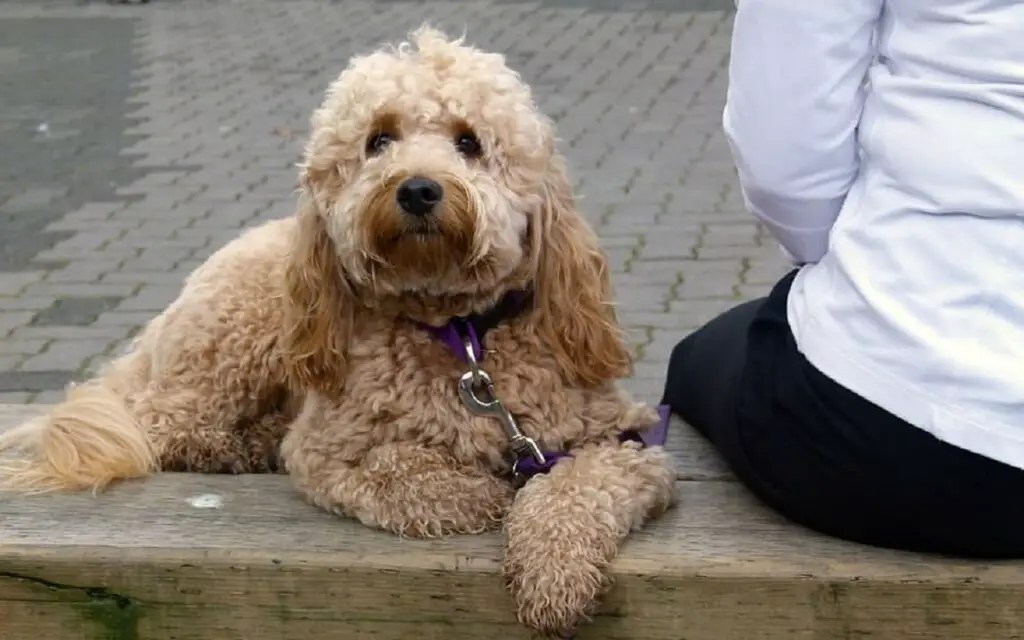 mini golden doodle personality