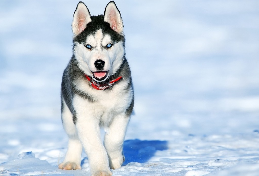 Mini Husky