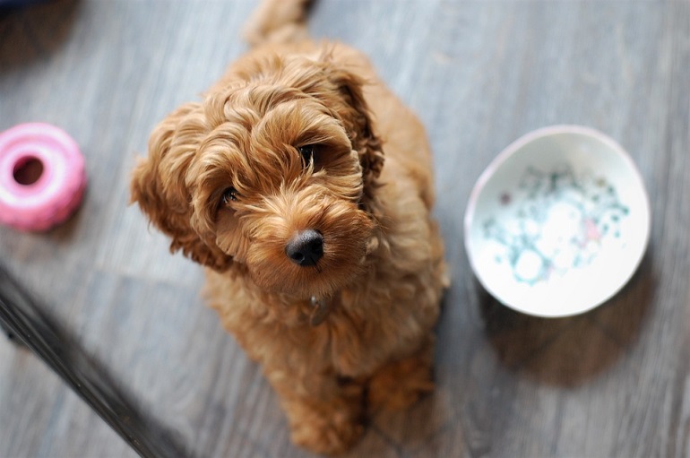 labradoodle small
