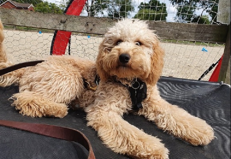 labradoodle small
