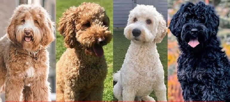 are miniature labradoodles hypoallergenic
