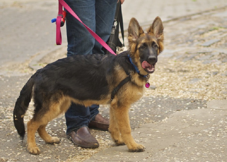 mini german shepherd
