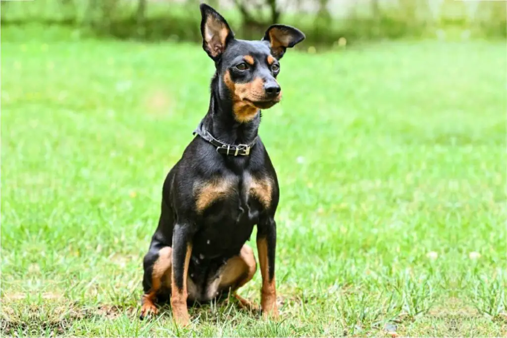 Most Hyper Guard Dog Breeds