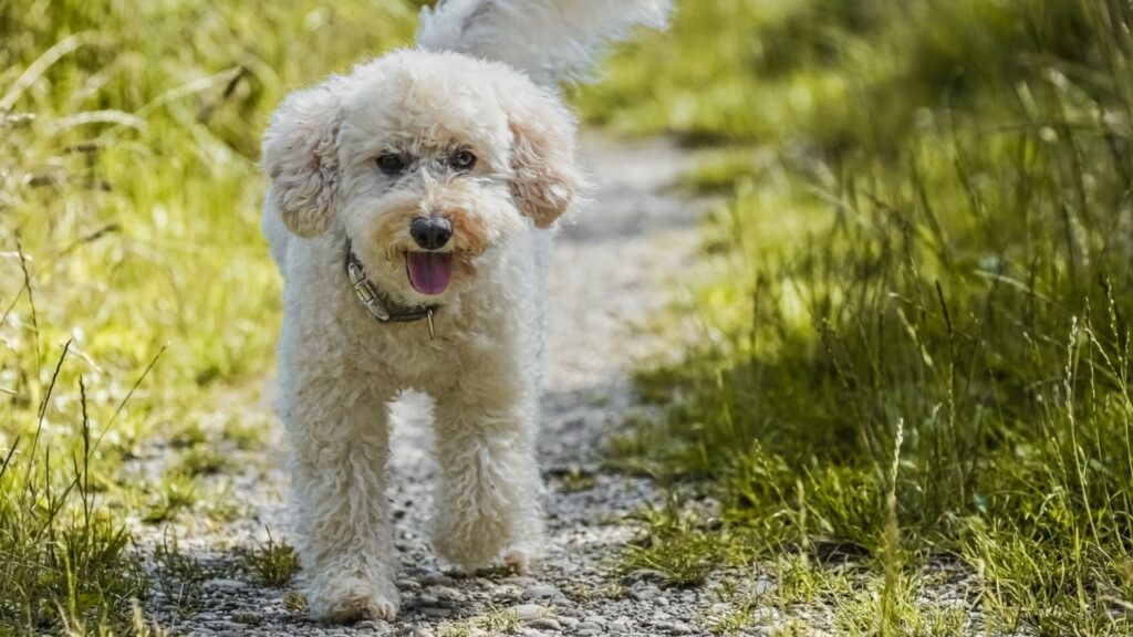 most friendly dog breeds