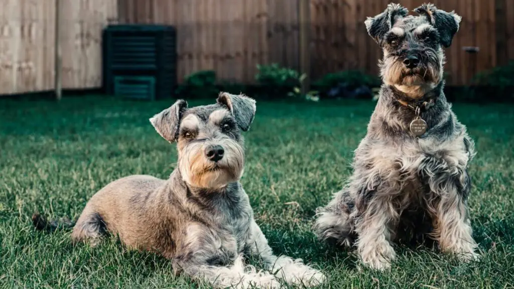 small guard dogs
