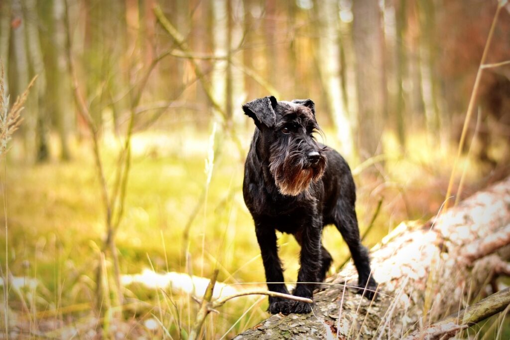 best dog to protect family
