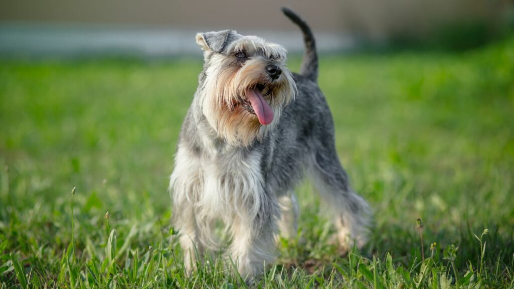 25 dog breeds that live the longest