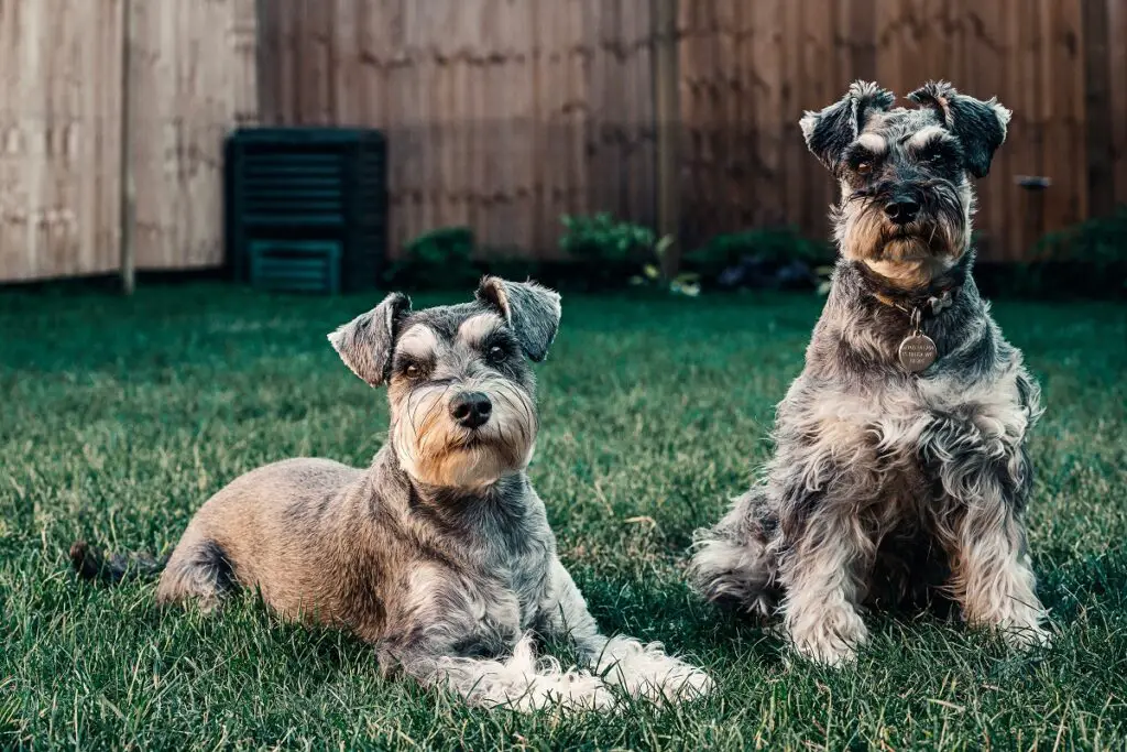 small guard dogs