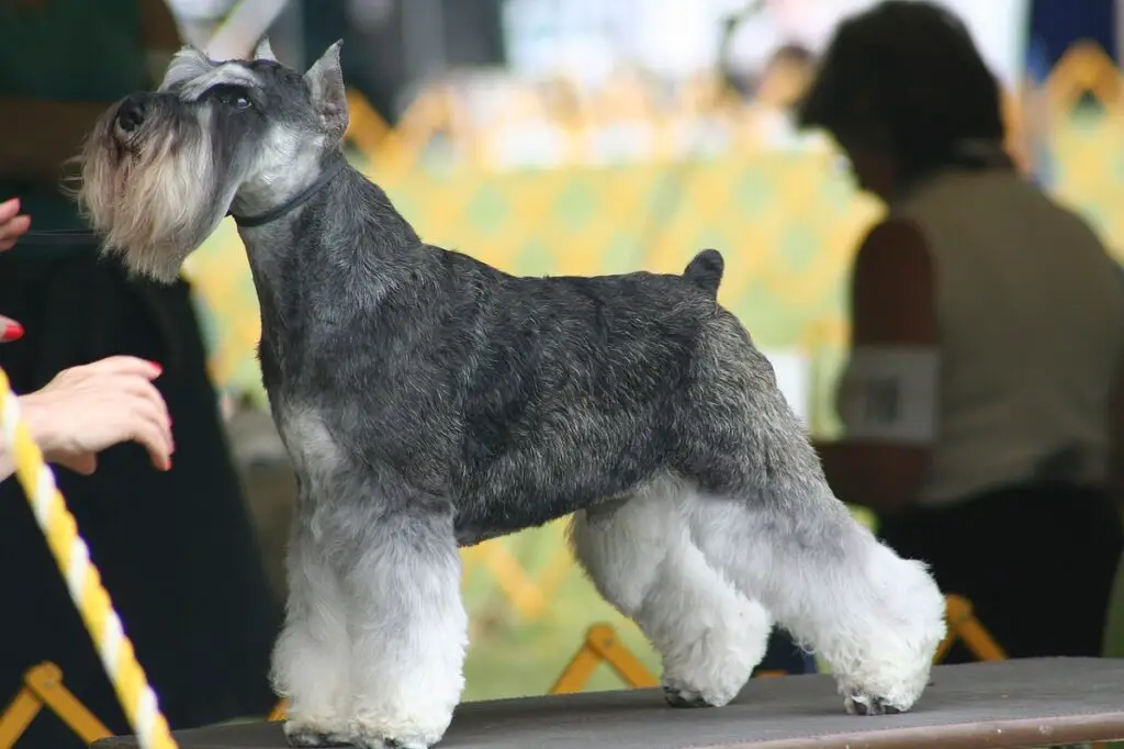 the most popular dog breeds in the world
