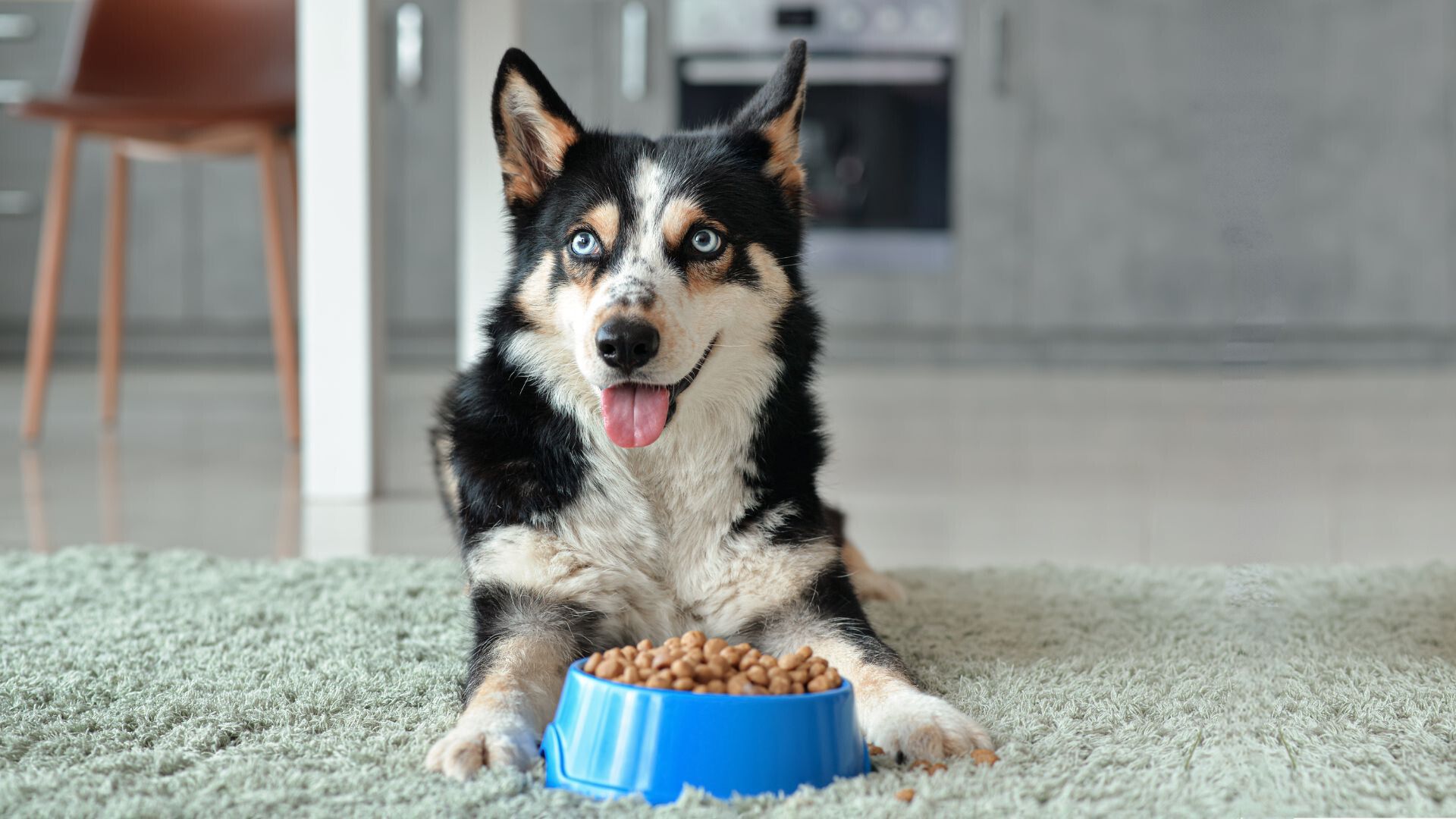 Most Food Obsessed Dog Breeds