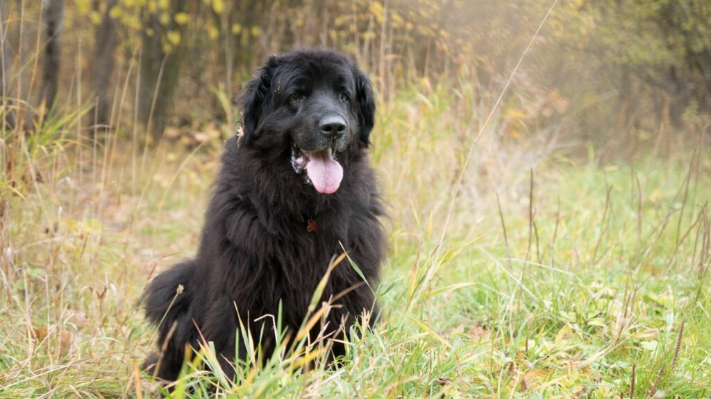 Most Majestic Dog Breeds