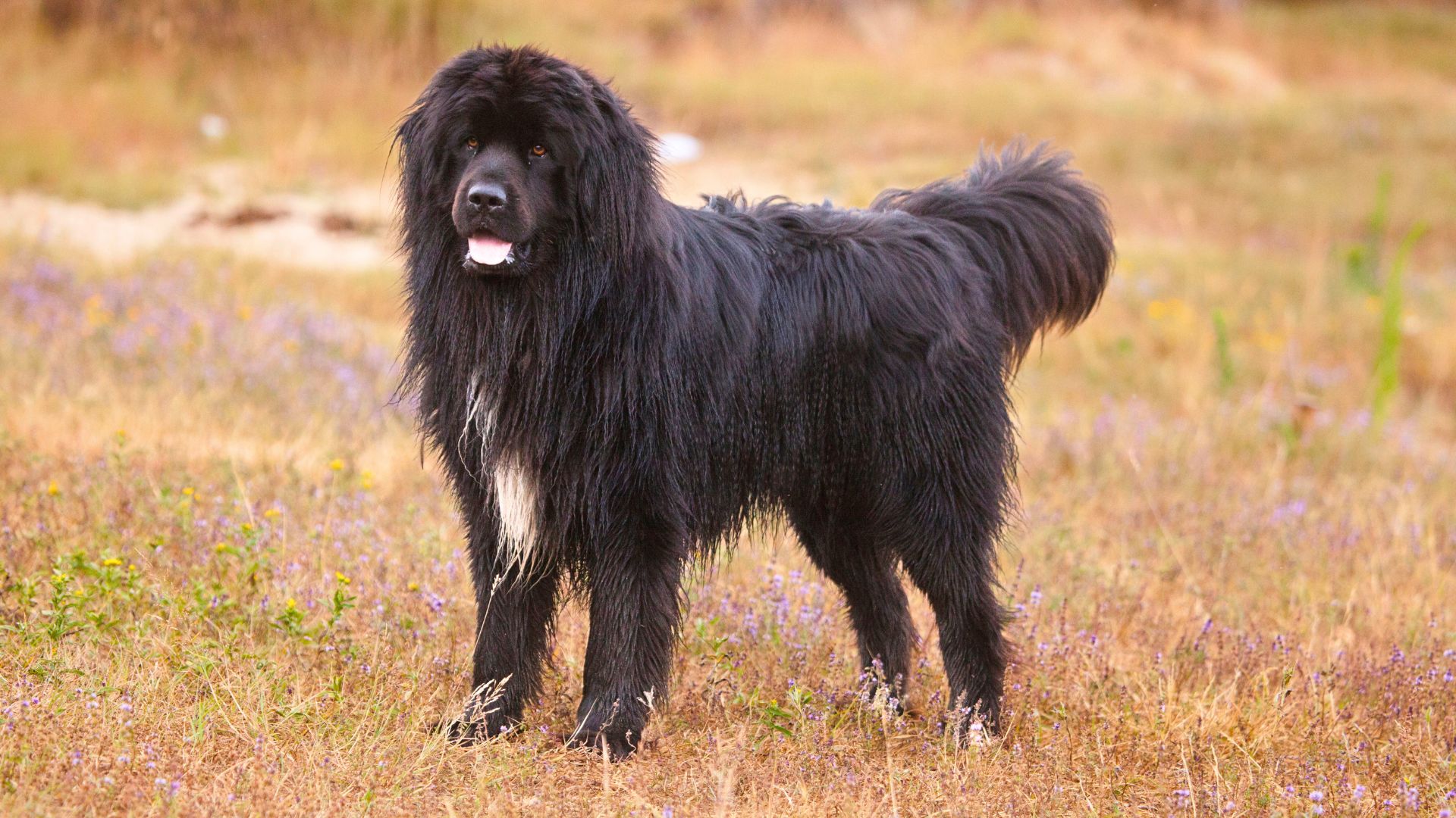 Most Majestic Dog Breeds On The Planet