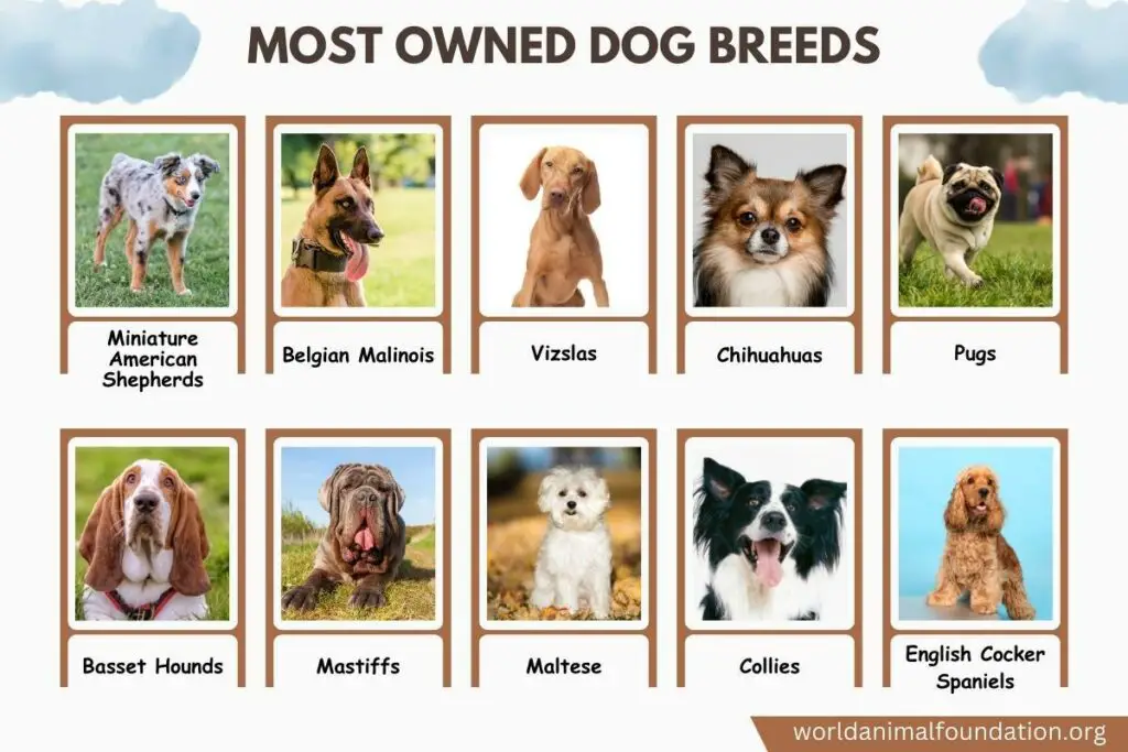 Most Owned Dog Breeds