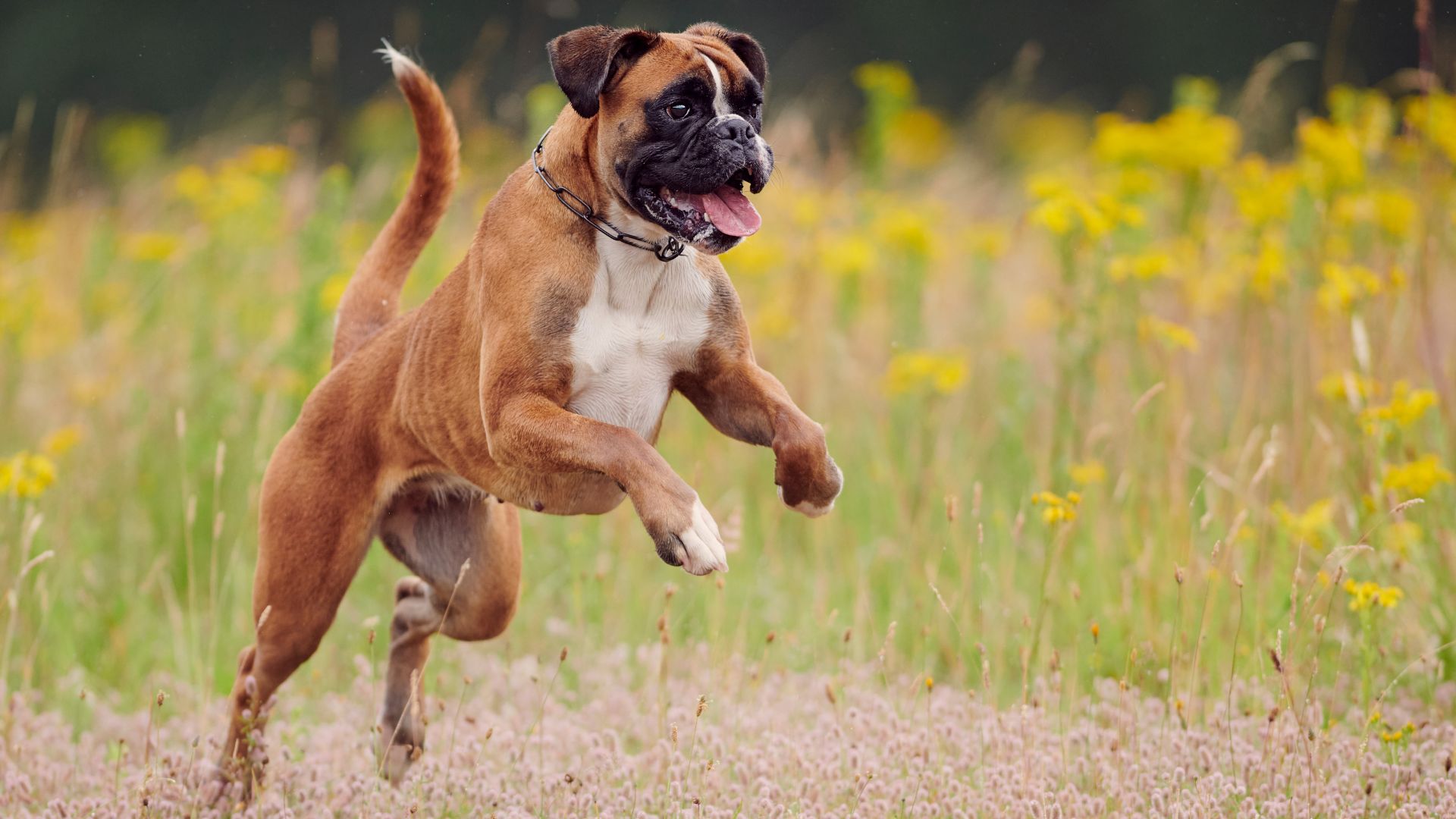 Most Playful Dog Breeds