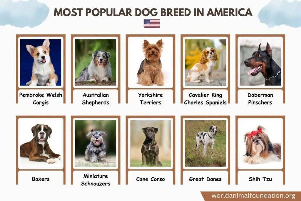 Most Popular Dog Breed in America 