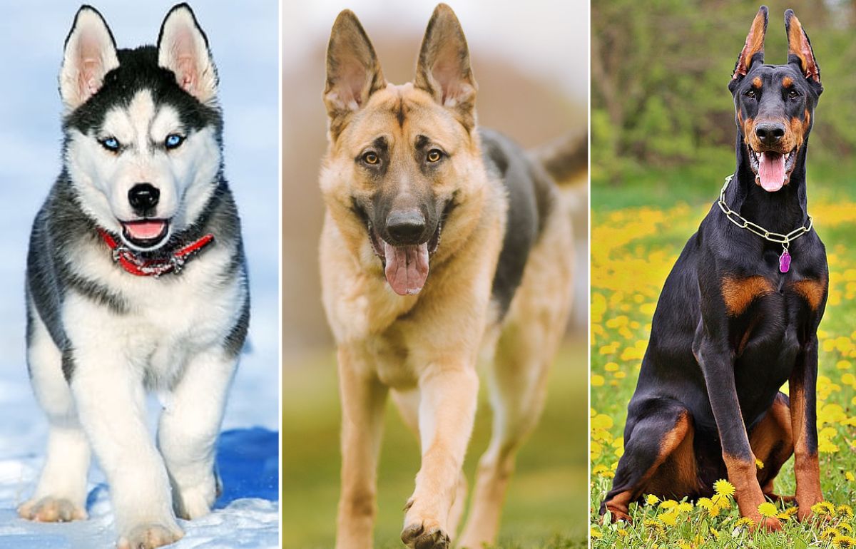 Most Popular Dog Breeds 1 1