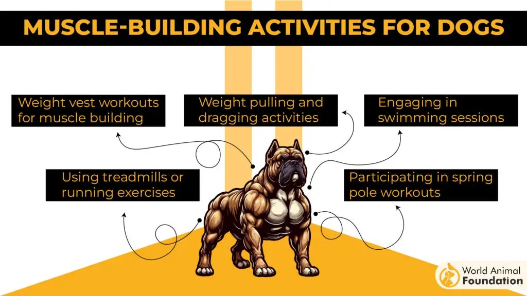 Muscle-Building Activities for Dogs-