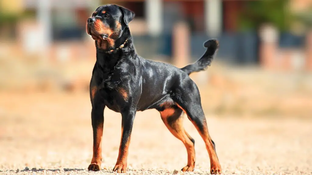 muscular security guard dogs
