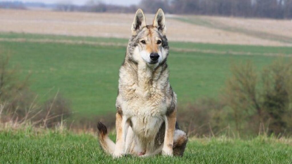 can a wolf breed with a dog
