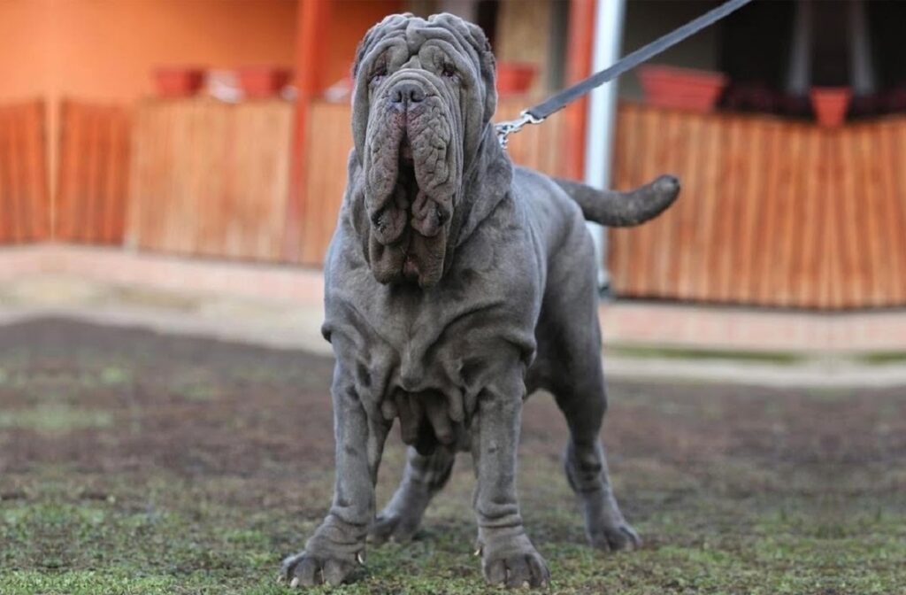 Neapolitan Mastiff 