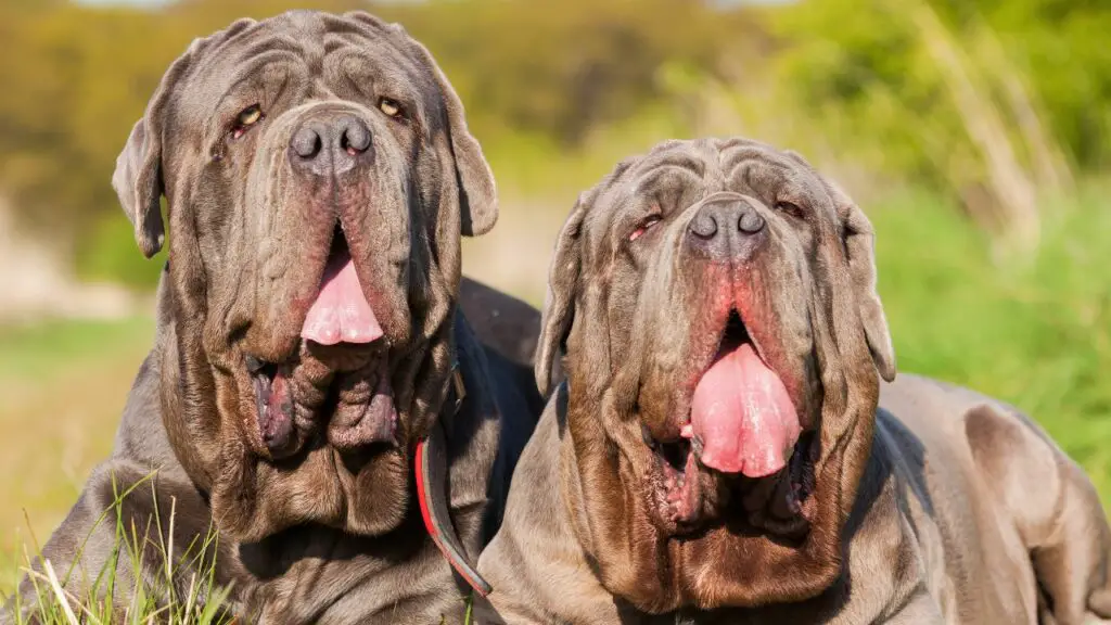 big lazy dog breeds
