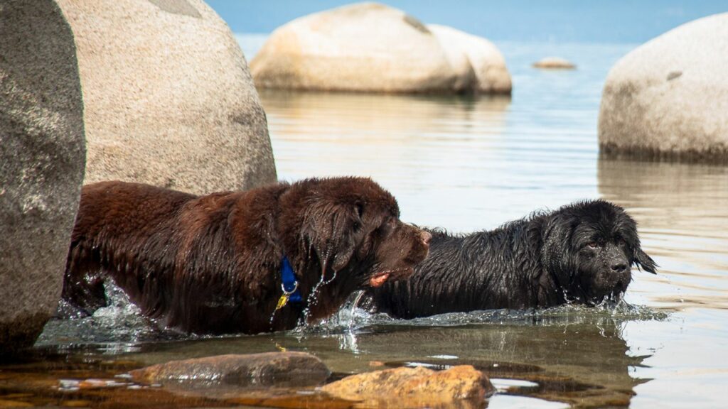 guard dog breeds that like water
