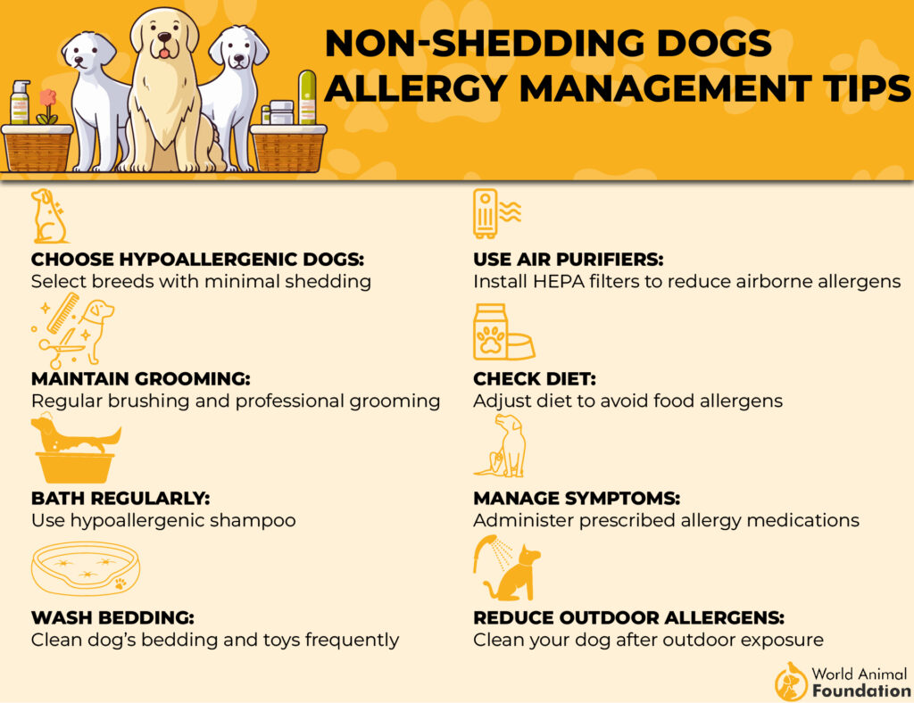 Non-Shedding Dogs Allergy Management Tips