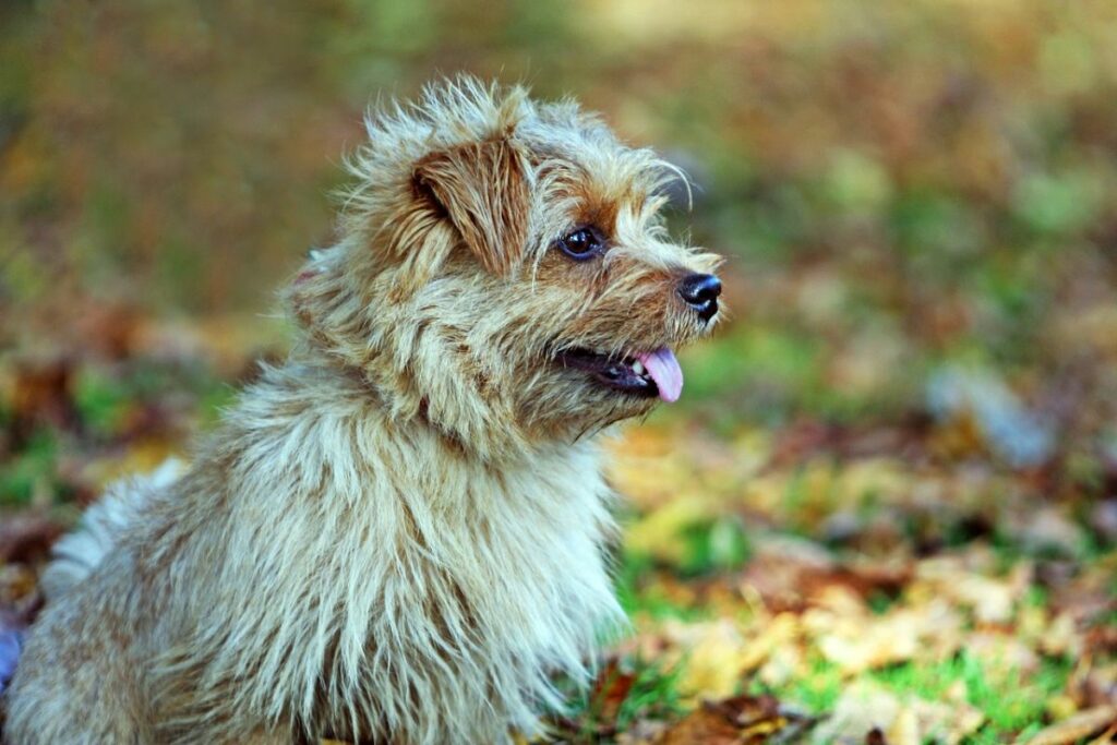 healthiest terrier breeds
