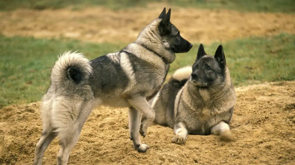 Smart Dog Breeds