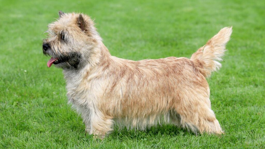 Norwich Terrier